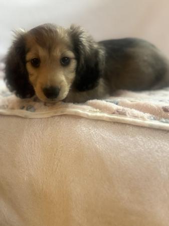 Image 5 of Long-Haired Miniature Dachshund - Male - Now ready !!