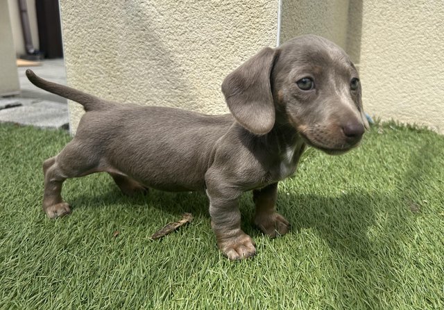 Image 10 of READY TO GO!!! KC ISABELLA & BLUE/TAN MINI DACHS PUPPIES