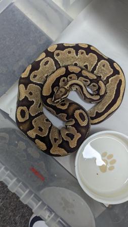 Image 13 of Whole collection of royal pythons for sale