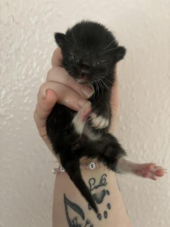 Image 2 of Gorgeous Kittens for sale