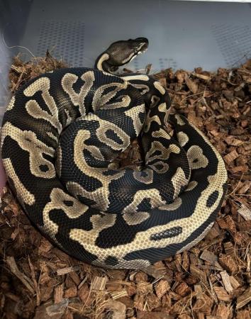 Image 6 of Cutting down Ball Python collection - **UPDATED**