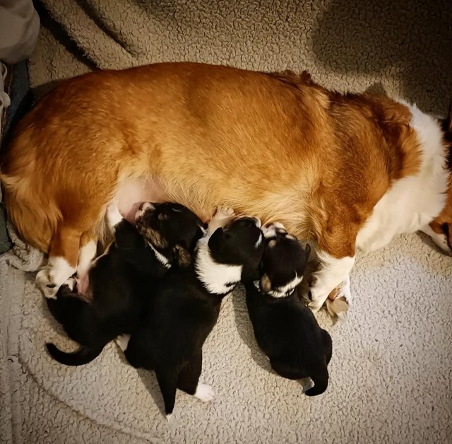 Preloved corgi sales