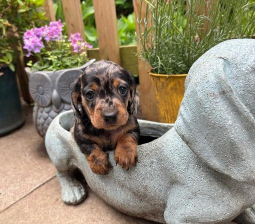 Image 1 of Ready Today! Reduced! KC registered dachshund puppies