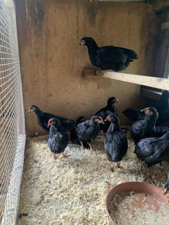 Image 4 of Black rock hens (bantams
