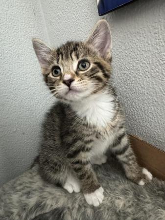 Image 8 of 9 week old kitten for sale