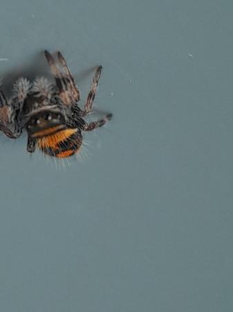 Image 3 of Baby jumping spider - phiddipus regius