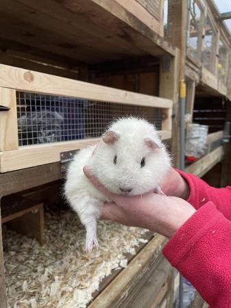 Image 4 of Baby Teddy, Himalayan or Crested guinea pigs
