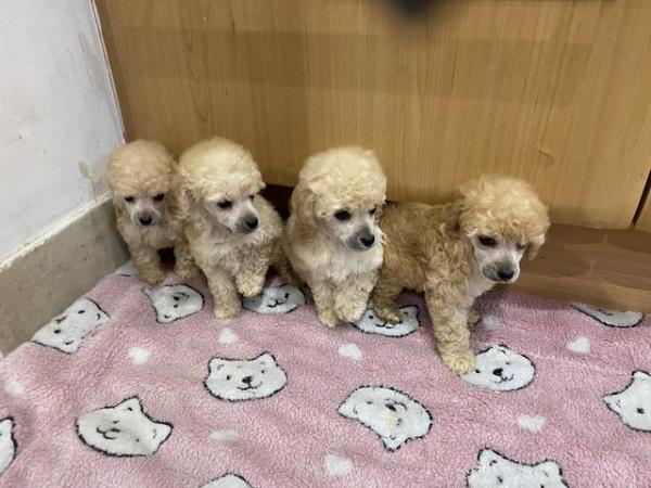 Image 2 of READY NOW Toy Poodle puppies (DNA Health tested parents)