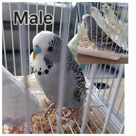 Image 2 of Two young male budgies looking