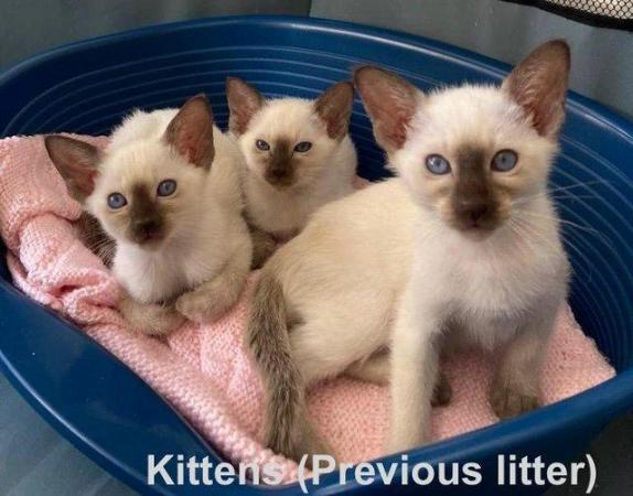 Image 2 of Siamese Kittens - GCCF registered, reservation available!