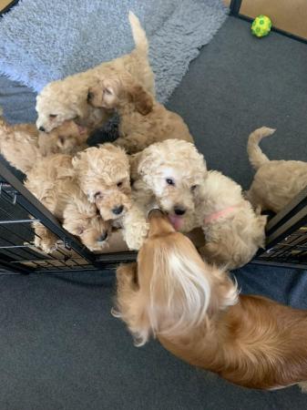 Image 8 of F2b cockapoo puppies ready to leave