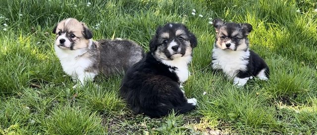 Image 13 of 3 Gorgeous KC Corgi Puppies for Sale