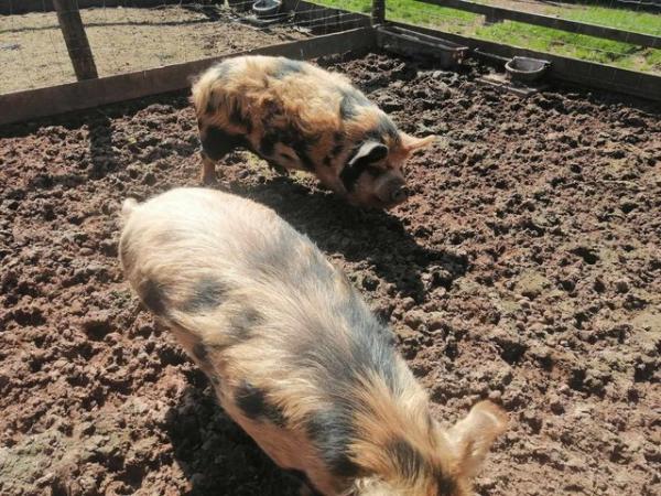 Image 3 of Kune kune boars for sale ready now