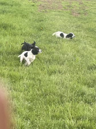 Image 2 of Lovely cocker spaniel puppies for sale
