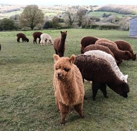 Image 13 of Alpaca pet males BAS registered for sale ready to leave