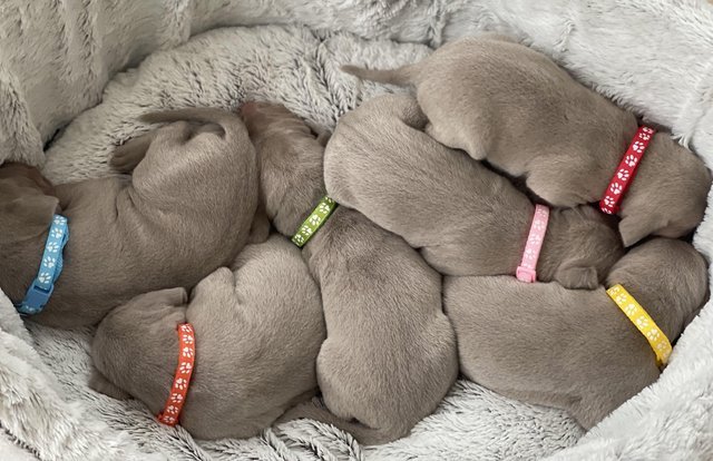 Preview of the first image of 6 beautiful Weimaraner puppies.