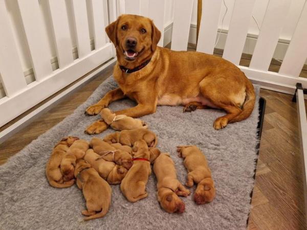 Image 8 of JUST 4 LEFT! KC registered Fox Red Labrador puppies
