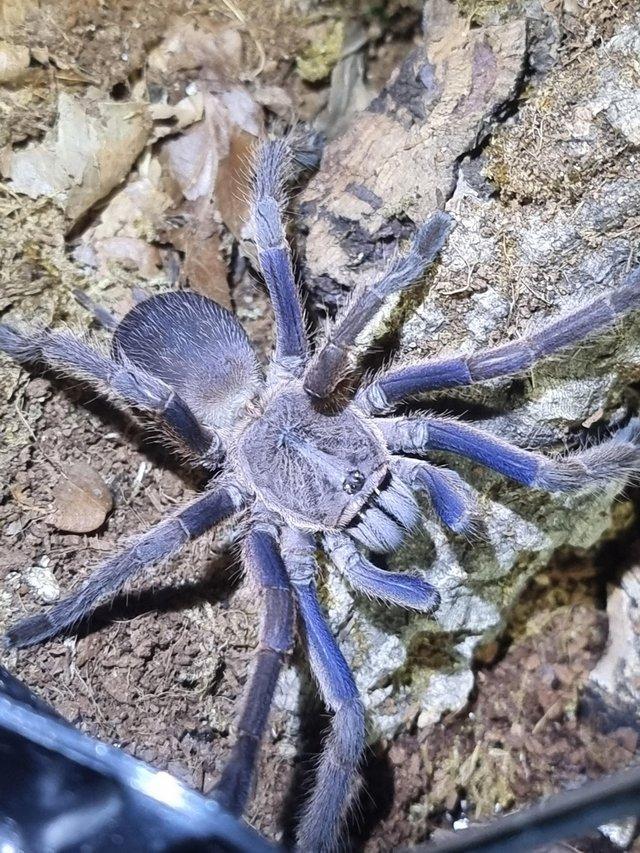 Preview of the first image of Bundle of 7 Tarantulas for sale.