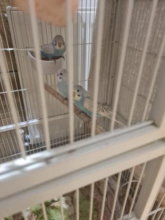 Image 2 of Budgies for sale, Breeding budgies for sale
