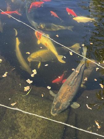 Image 4 of Pond fish for sale, Koi, common carp, sturgeon.