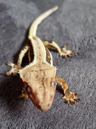 Image 5 of Lilly white crested gecko Pinestipe