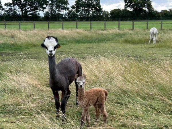 Image 9 of Alpaca Weanlings for sale males & females.All reduced price