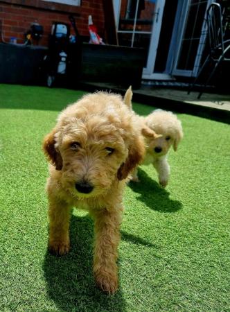 Image 15 of Ready to leave now. Goldendoodle puppies