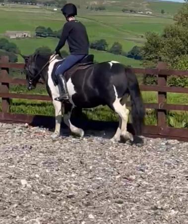 Image 2 of Dartmoor Hill Pony Gelding ,5 years Old