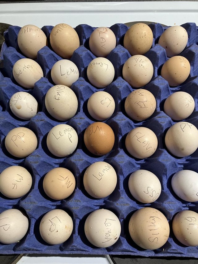 Preview of the first image of Tray of Bantam Hatching Eggs For Sale.