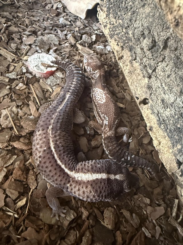 Breeding pair African fat tailed geckos 3 years old — photo 4 of 4