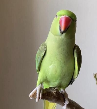 Image 4 of Baby tamed ring neck talking parrot