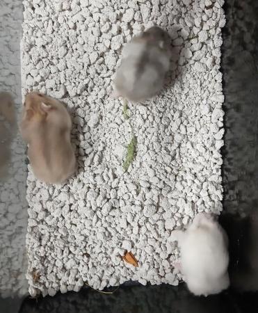 Image 19 of Baby Campbells Dwarf Hamsters , Different colours