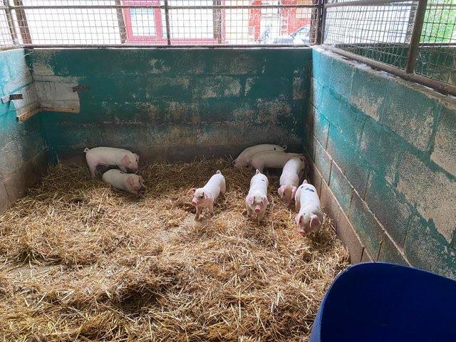 Preview of the first image of Gloucester Old Spot/GOS x Large White weaners.