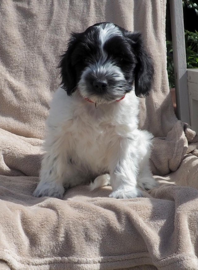 Preview of the first image of Clementine the Schapendoes puppy, aka Dutch Sheepdog.