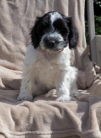 Image 1 of Clementine the Schapendoes puppy, aka Dutch Sheepdog