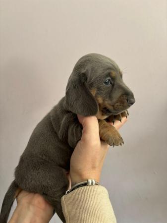 Image 4 of Beautiful miniature dachshund puppies