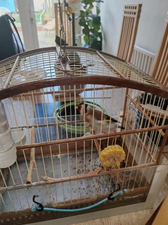Image 2 of Siberian goldfinch for sale