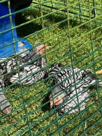 Image 3 of Free to a good home SILVER LACED WYANDOTTE BANTAMS