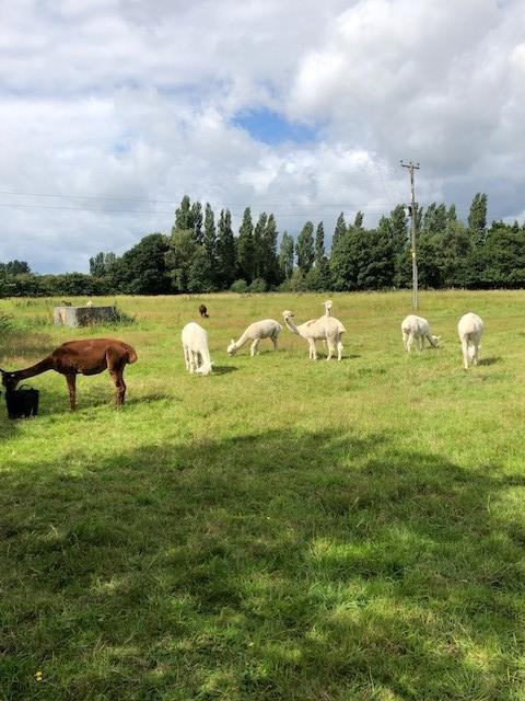 Preview of the first image of 4 female Huacayas for sale, grazing alpacas.