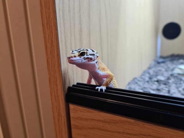Image 8 of 11 month old Female leopard gecko