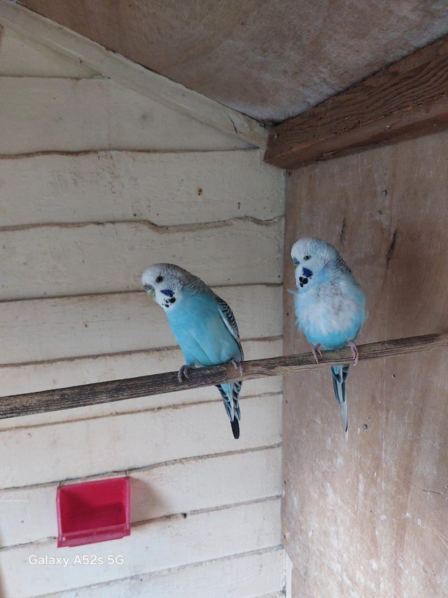 Preview of the first image of Budgies for sale 2 years old variety of colours cocks only.