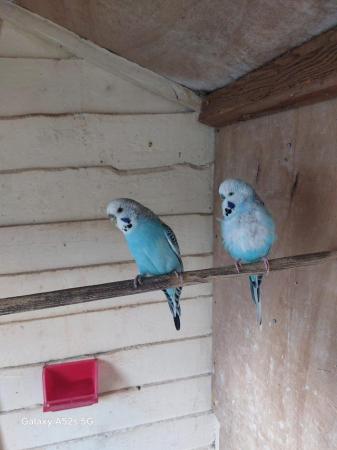 Image 1 of Budgies for sale 2 years old variety of colours cocks only