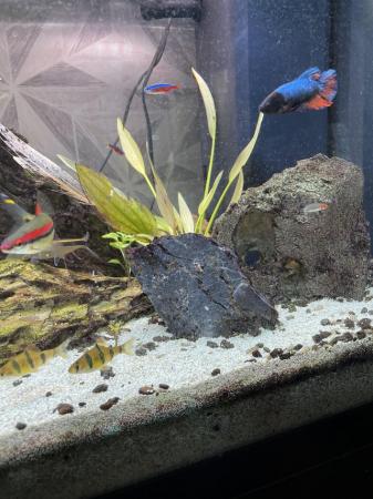 Image 1 of Full aquarium set up juwel tank