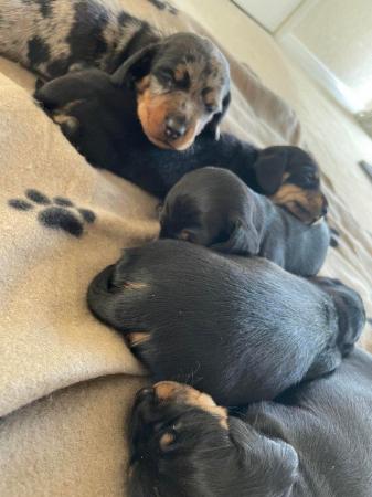 Image 2 of miniature dachshund puppies