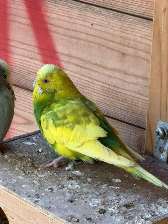 Image 6 of Beautiful Adult budgies for sale