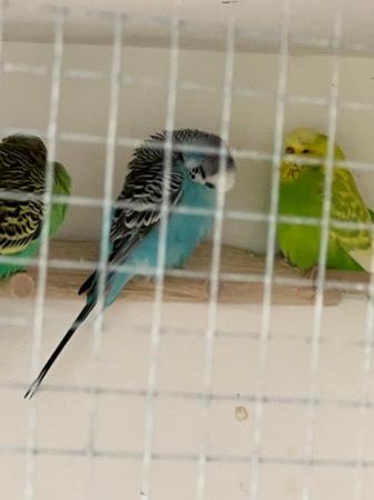 Image 3 of Young adult budgies various colours
