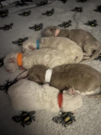 Image 3 of Active mink ragdoll  kittens available to reserve
