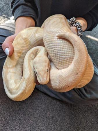 Image 5 of Ball Python CB17 (Pastel, Enchi, Ghost, Coral Glow)