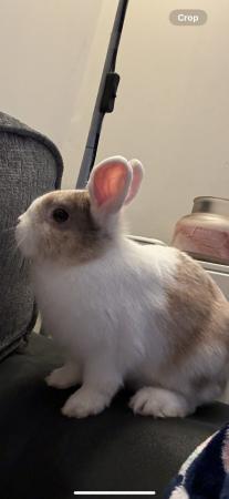 Image 5 of 8 month old male rabbit