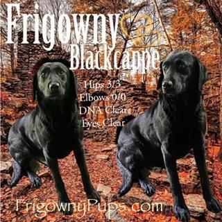 Image 2 of Beautiful Black Labrador Puppies
